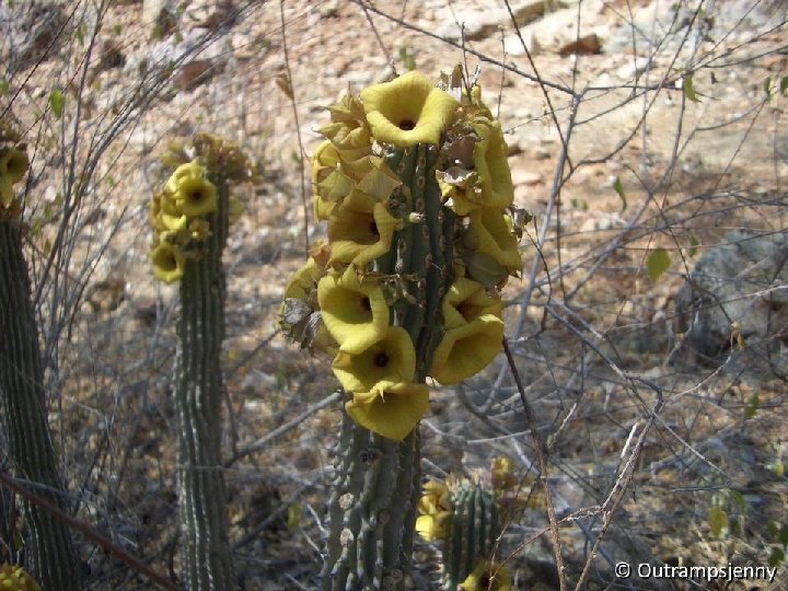 Hoodia parviflora Outrampsjenny 0